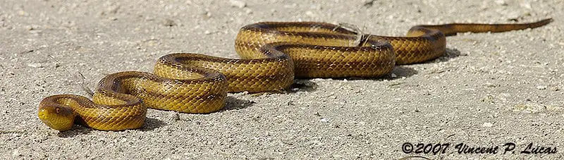 Florida rat snake or yellow rat snake yellow snake with brown longitudinal stripes