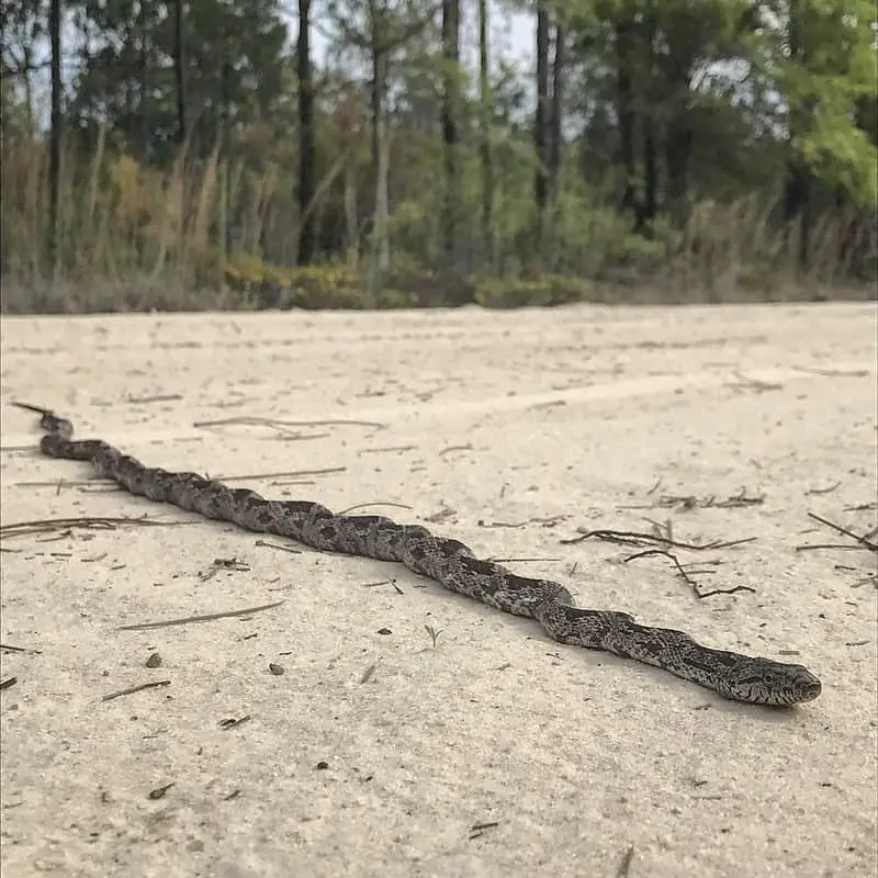 Grey rat snake found in Northwestern Florida near Tallahassee