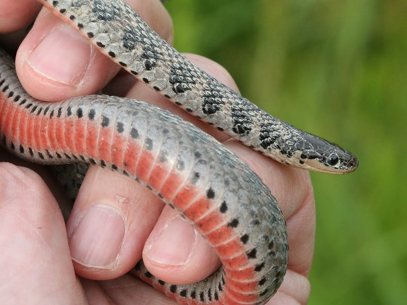 Grey snake with dark spots or pattern and orange belly Kirtland's snake