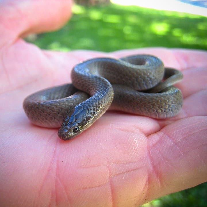 Haldea Striatula Rough Earth Snake USA Snakes