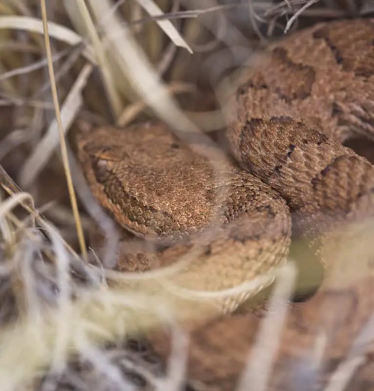Head of a midget faded rattlesnake crotalus concolor found in Utah