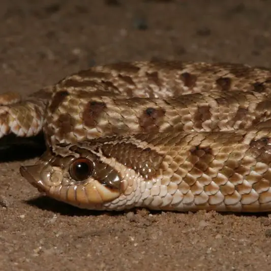 Heterodon Nasicus - Western Hognose Snake information