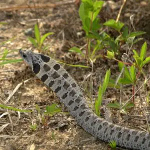 Heterodon Platirhinos - Eastern Hognose Snake grey and black