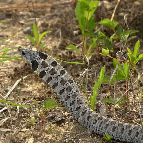 Heterodon Platirhinos – Eastern Hognose Snake