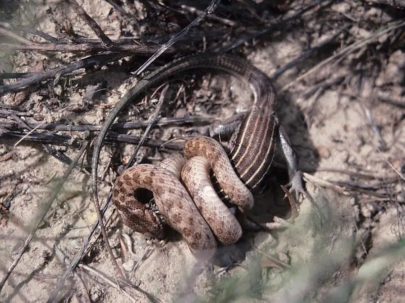 Hypsiglena Torquata - Night Snake found in California