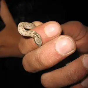 Hypsiglena Torquata - Night Snake in the united states information