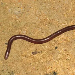 Indotyphlops braminus - Brahminy blind snake in the United States overview