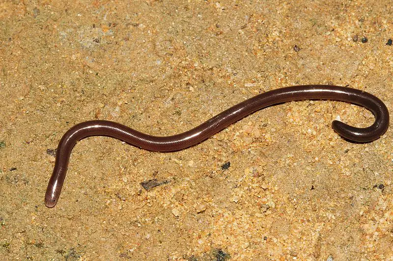 Indotyphlops braminus - Brahminy blind snake