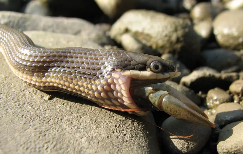 Juvenile quen snake eating a crayfish