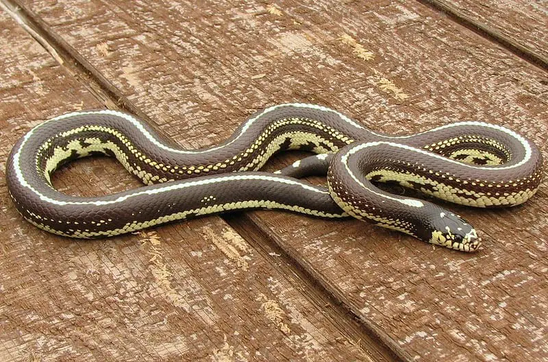 Lampropeltis Californiae - California Kingsnake black large snake iwth yellow longitudinal stripe