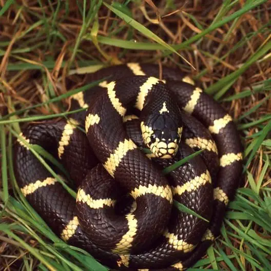 Lampropeltis Californiae - California Kingsnake information