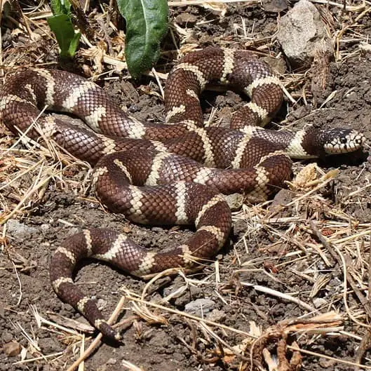 Lampropeltis Getula - Common Kingsnake in the United States