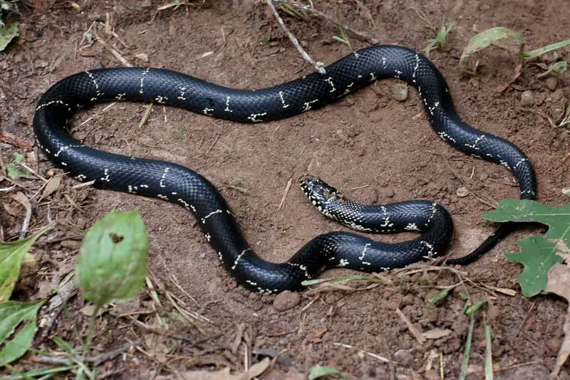 Lampropeltis Getula - Common eastern Kingsnake black with thin yellow crossbands and dots long snake in