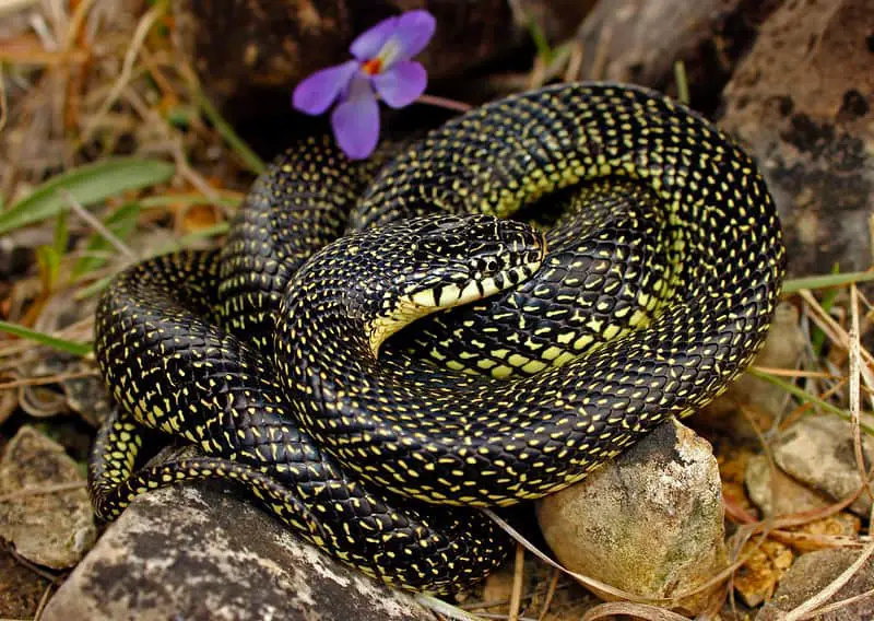 Lampropeltis Holbrooki - Speckled Kingsnake found in Missouri black snake with yellow spots large
