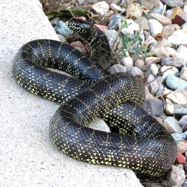 Lampropeltis Splendida – Desert Kingsnake