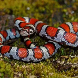 Lampropeltis Triangulum - Milk Snake information and overview