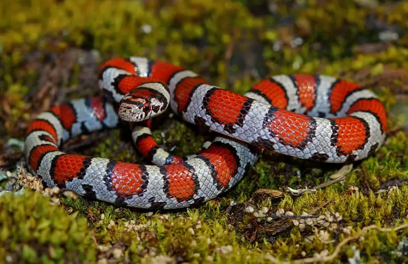 Lampropeltis Triangulum triangulum - eastern Milk Snake in the United States in wood red and white snake long