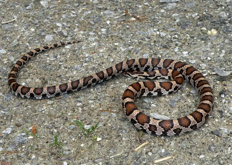 Lampropeltis Triangulum - Milk Snake - USA Snakes