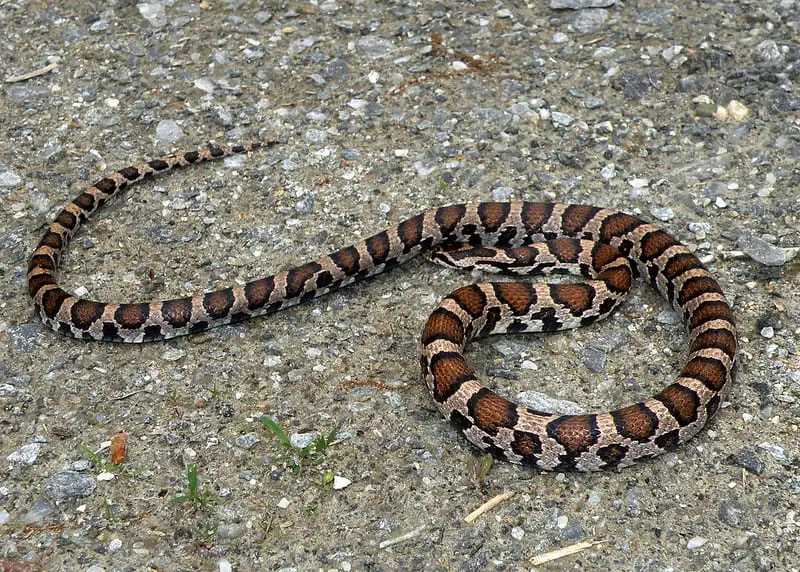 Lampropeltis triangulum triangulum (Eastern milk snake) in Rhode Island brown white cream colored snake