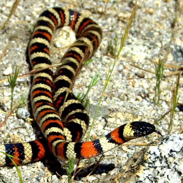 Lampropeltis zonata - California mountain kingsnake information