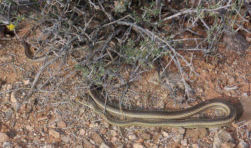 Masticophis Taeniatus - Striped Whipsnake found in Utah