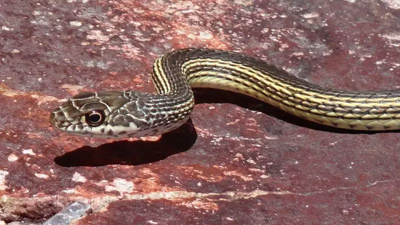 Masticophis_taeniatus_taeniatus striped whipsnake