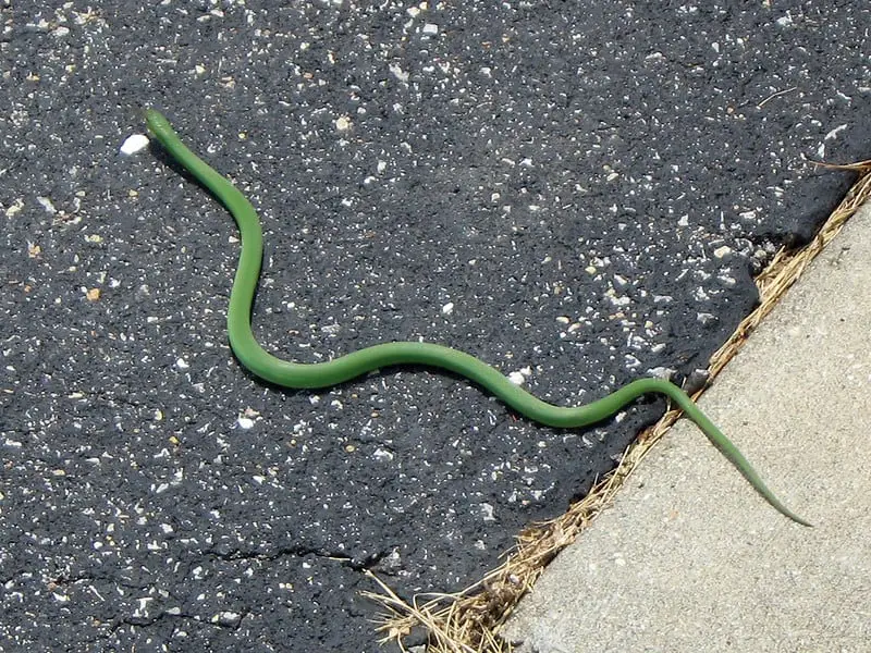 Medium sized green snake completely green black eyes in illinois smooth green snake