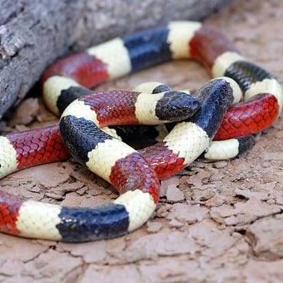 Micruroides Euryxanthus - Arizona Coral Snake, Sonoran coral snake western coral snake overview and info