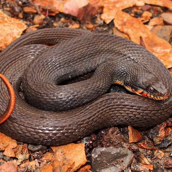 Nerodia Erythrogaster - Plain-Bellied Water Snake information