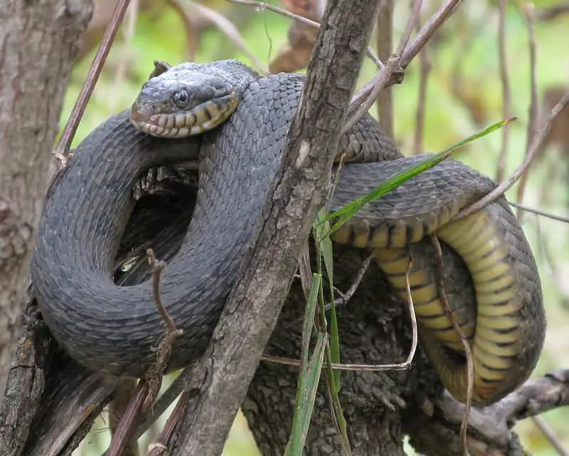 Nerodia erythrogaster transversa blotched water snake found in kansas