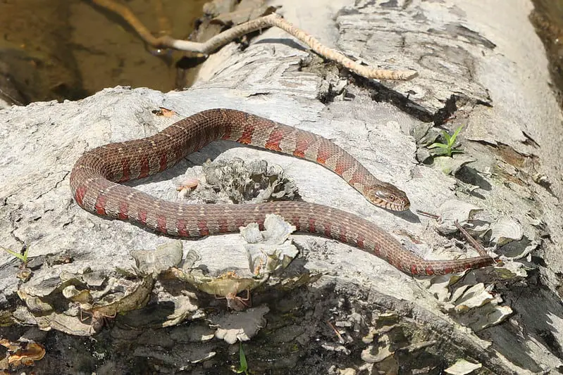 Nerodia sipdeon large water snake basking on rock in sun brown red cream colored