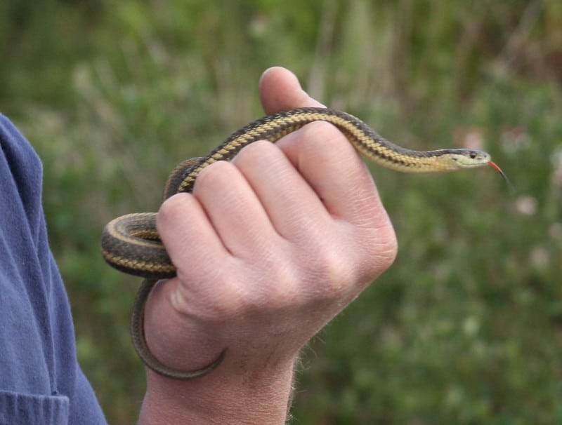 Northwestern garter snake juvenile held on hand harmless