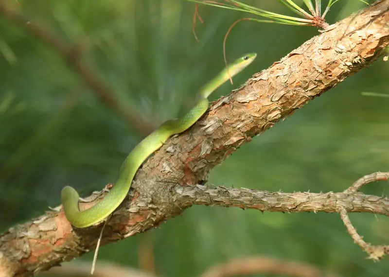 Opheodrys Aestivus - Rough Green Snake climbing on tree