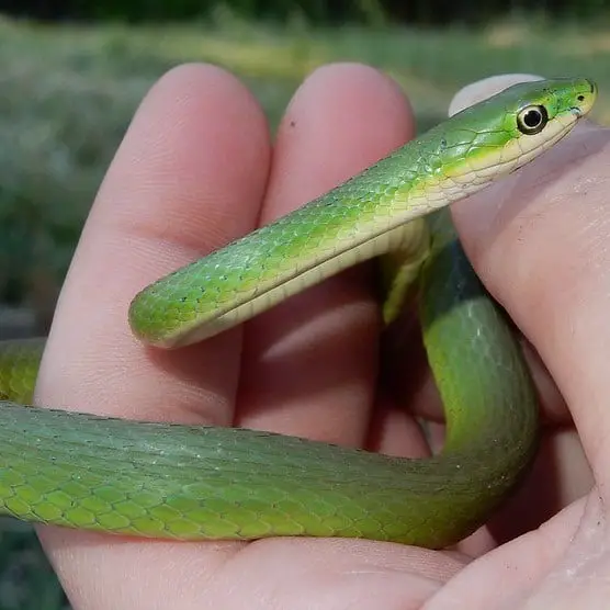 Opheodrys Aestivus - Rough Green Snake information