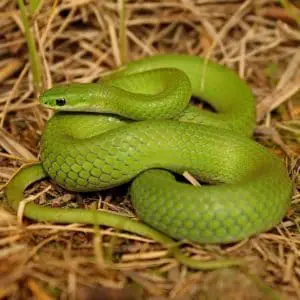 Opheodrys Vernalis - Smooth Green Snake information