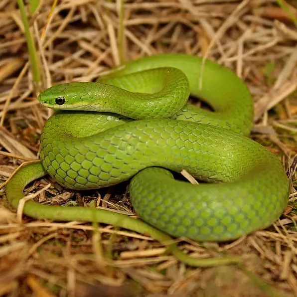Opheodrys Vernalis - Smooth Green Snake information