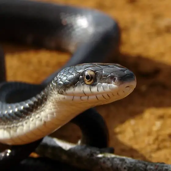 Pantherophis Alleghaniensis - Eastern Rat Snake black and white snake round eyes