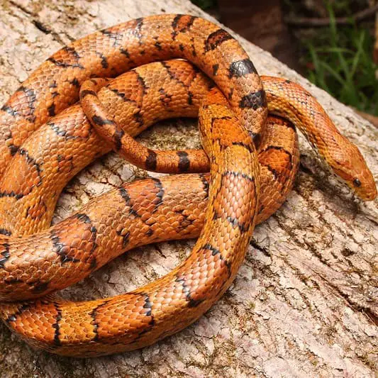 Pantherophis Guttatus – Corn Snake