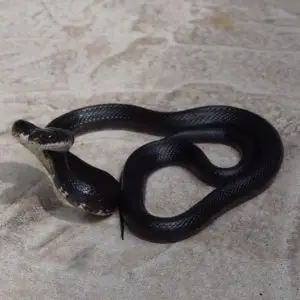 Pantherophis Obsoletus - Western Rat Snake information