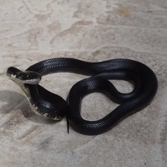 Pantherophis Obsoletus - Western Rat Snake information