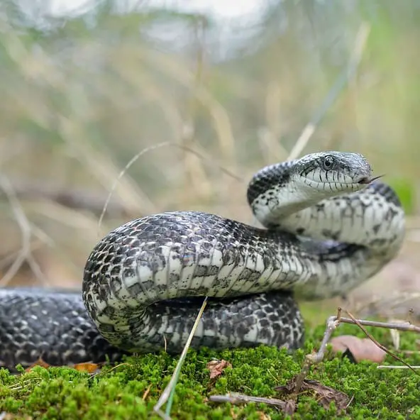 Pantherophis Spiloides – Grey Rat Snake