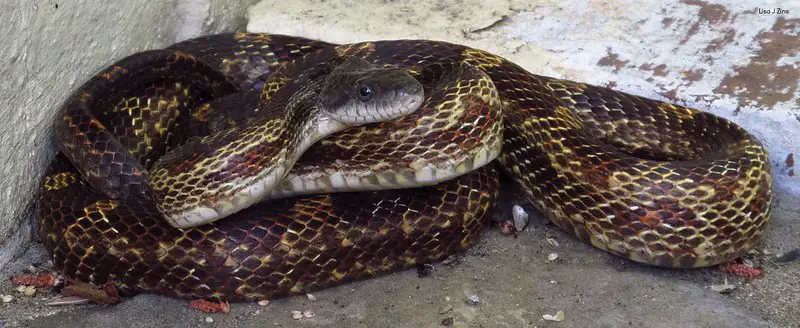 Pantherophis Spiloides - Grey Rat Snake with brown patterns found in Tennessee