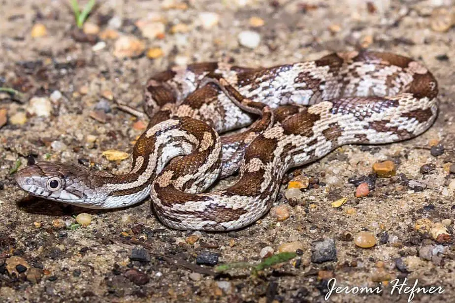 Pantherophis Spiloides - juvenile Grey Rat Snake brown blotches on grey snake