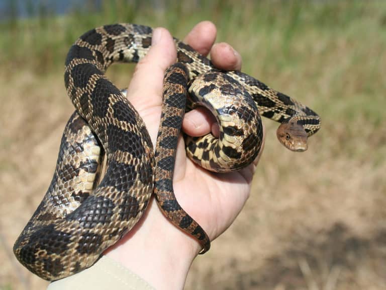 Pantherophis Vulpinus - Eastern Fox Snake - USA Snakes