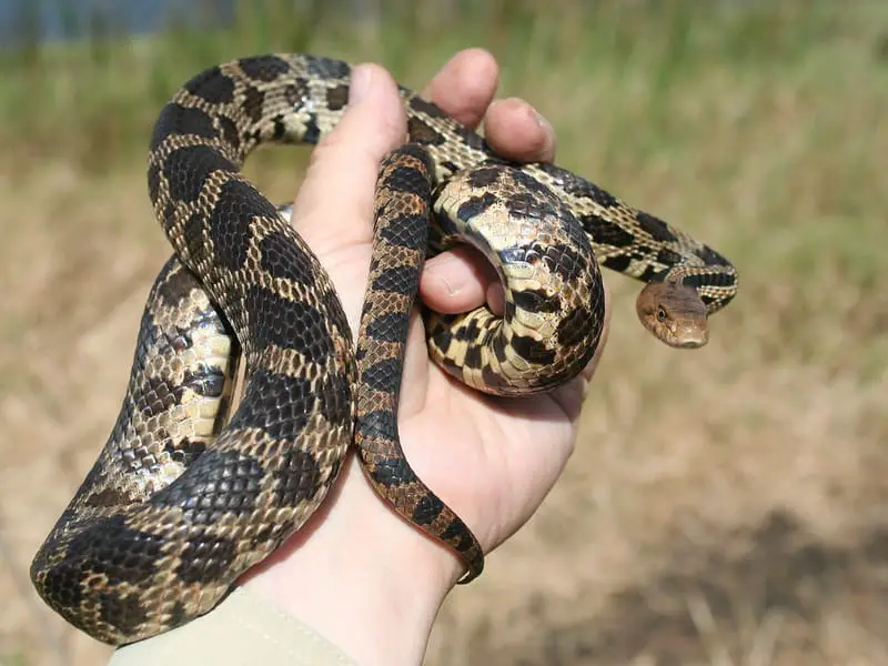 Pantherophis Vulpinus - Eastern Fox Snake held in hand found in Illinois