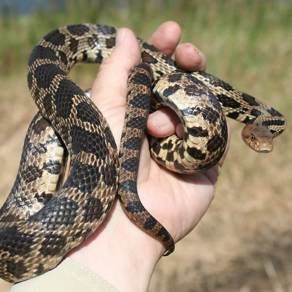 Pantherophis Vulpinus – Eastern Fox Snake