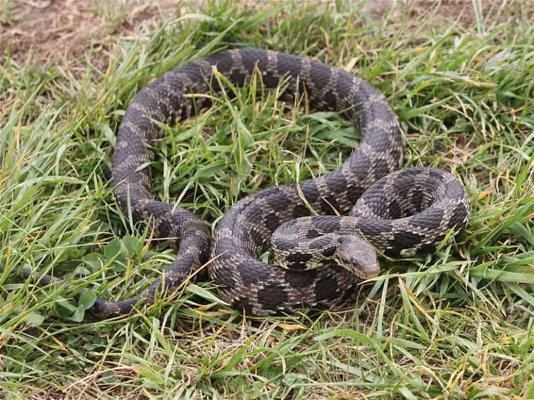 Pantherophis Vulpinus - Eastern Fox Snake - USA Snakes