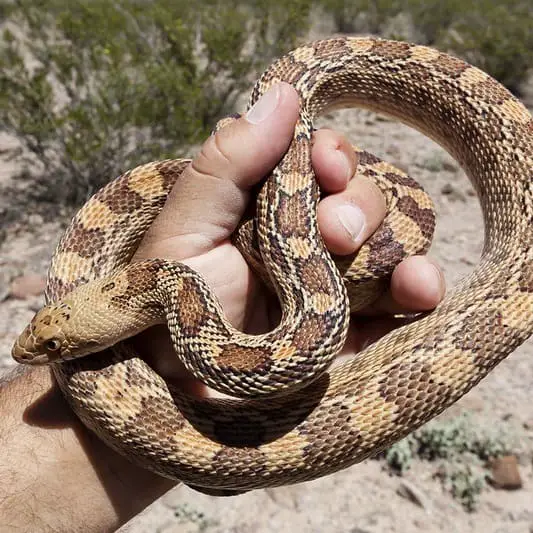 Pituophis Catenifer – Pacific Gopher Snake