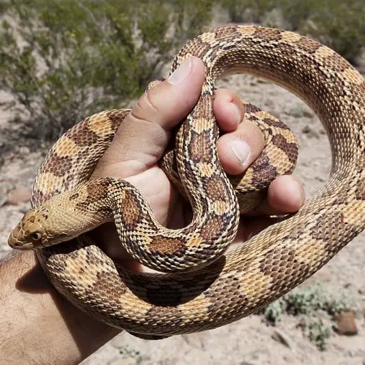 Pituophis Catenifer - Pacific Gopher Snake information bullsnake, western gopher snake