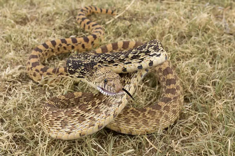 Pituophis catenifer sayi bullsnake in New Mexico